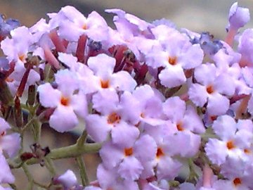 Buddleja davidii